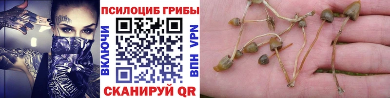 kraken ONION  купить наркоту  Маркс  Псилоцибиновые грибы Psilocybine cubensis 